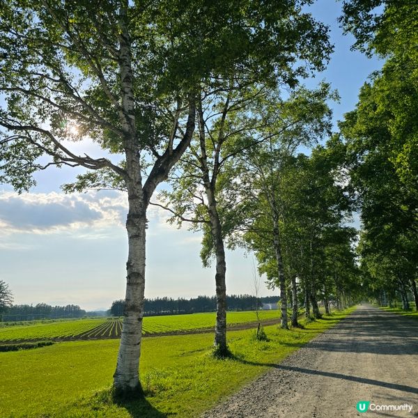 來來來!這是採摘櫻桃🍒的好季節啊😁