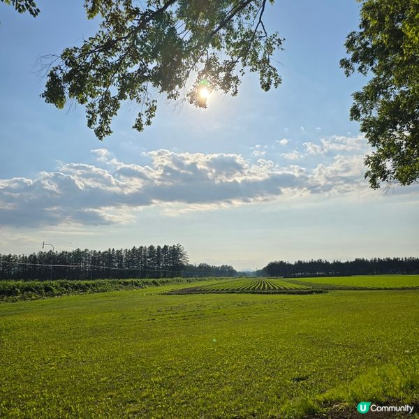 來來來!這是採摘櫻桃🍒的好季節啊😁