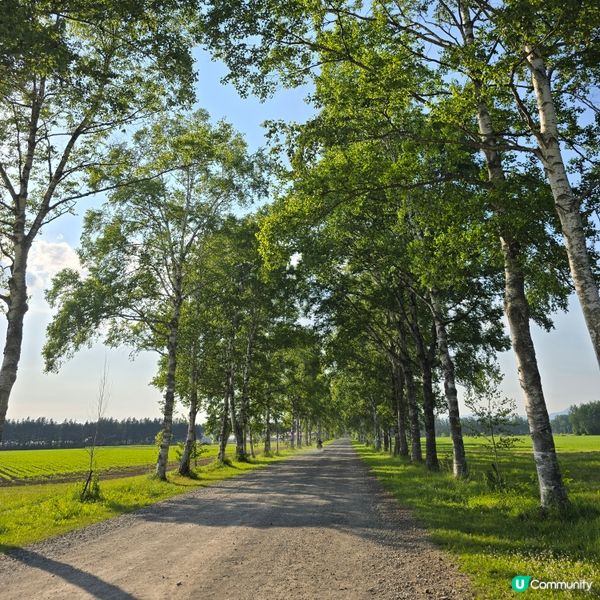 來來來!這是採摘櫻桃🍒的好季節啊😁