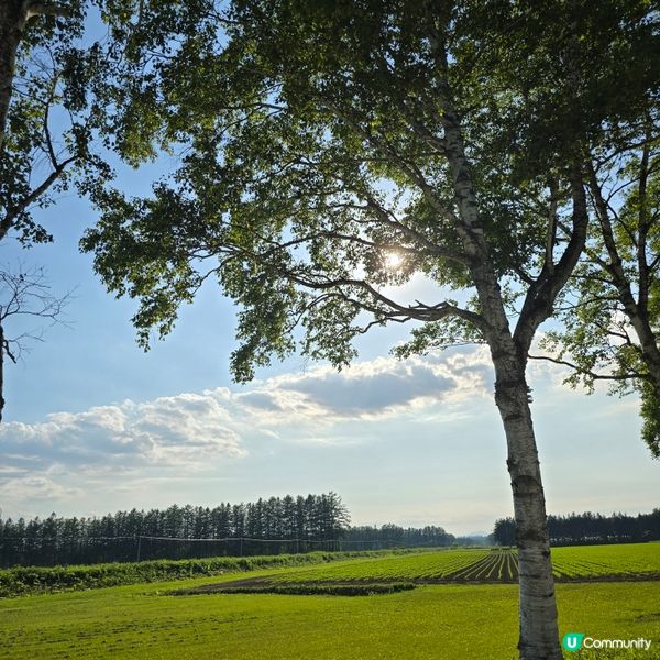 來來來!這是採摘櫻桃🍒的好季節啊😁