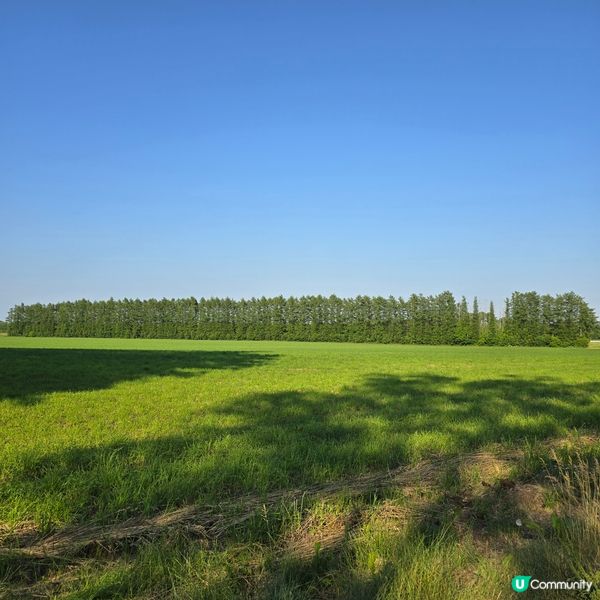 來來來!這是採摘櫻桃🍒的好季節啊😁