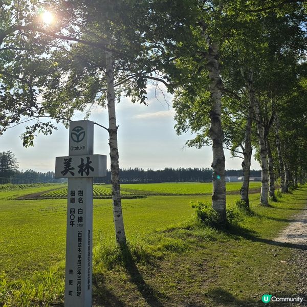 來來來!這是採摘櫻桃🍒的好季節啊😁