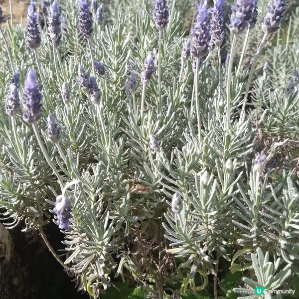 [西澳咖啡店] 海角薰衣草店🪻