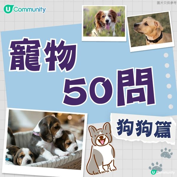 【寵物50問】狗狗篇🐕