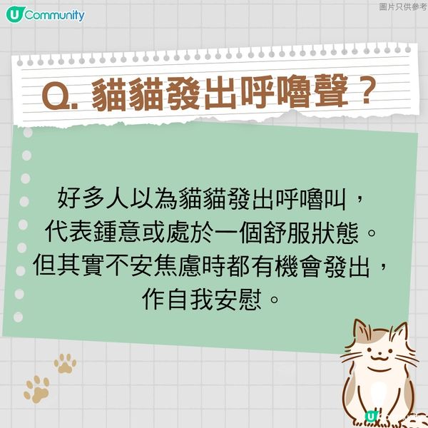 【寵物50問】貓貓篇