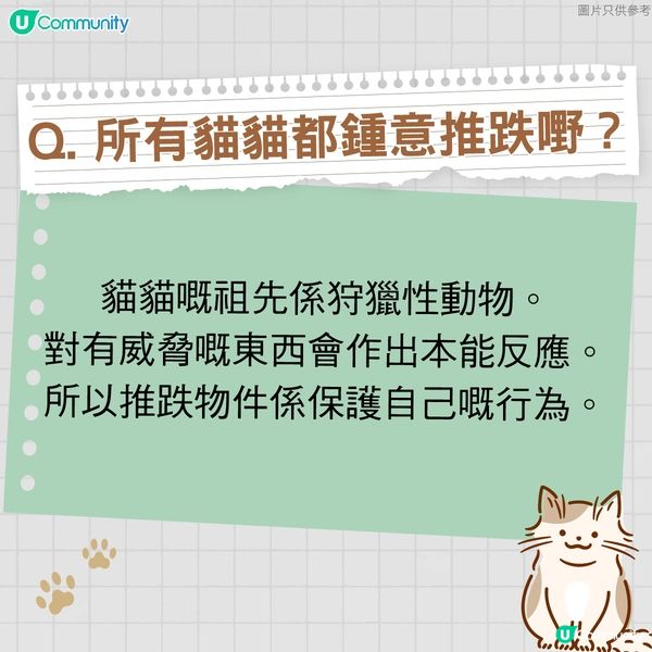 【寵物50問】貓貓篇