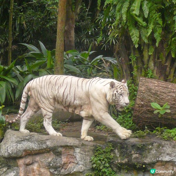 新加坡親子遊 🌴☀️  邊度好玩？