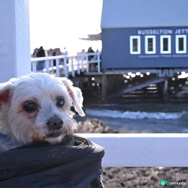 [西澳🛟] 絕不能錯過的木樁碼頭 Busselton 