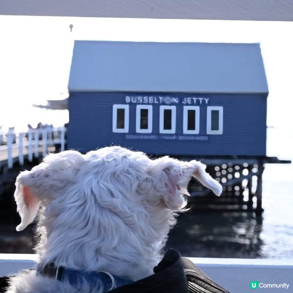 [西澳🛟] 絕不能錯過的木樁碼頭 Busselton 