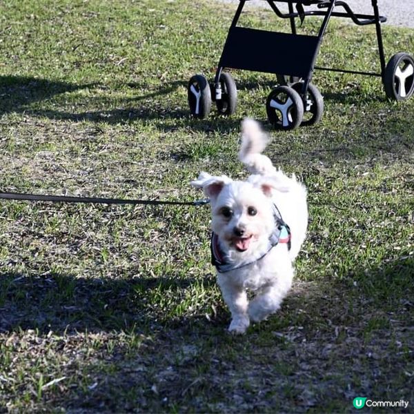 [西澳🛟] 絕不能錯過的木樁碼頭 Busselton 