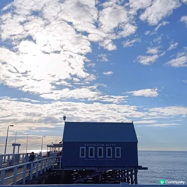 [西澳🛟] 絕不能錯過的木樁碼頭 Busselton 