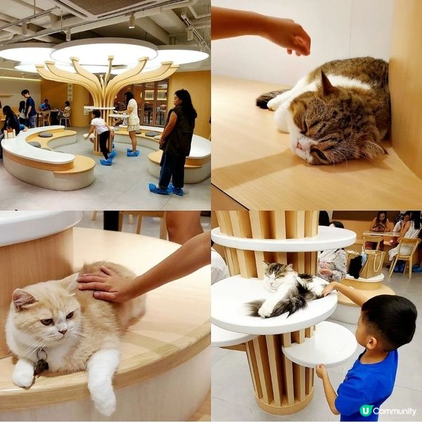 人氣貓Cafe 🐱☕️
URBAN. Cafe荔枝角700
