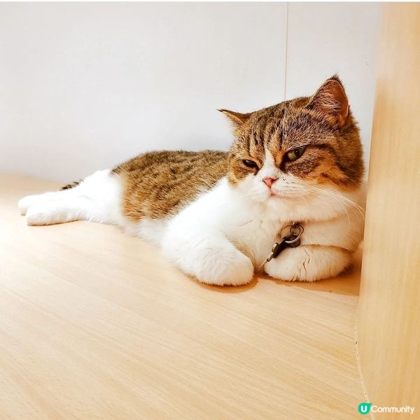 人氣貓Cafe 🐱☕️
URBAN. Cafe荔枝角700