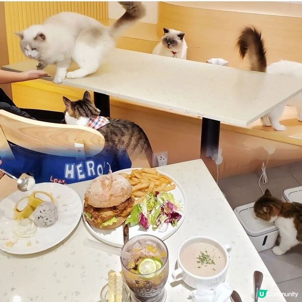 人氣貓Cafe 🐱☕️
URBAN. Cafe荔枝角700