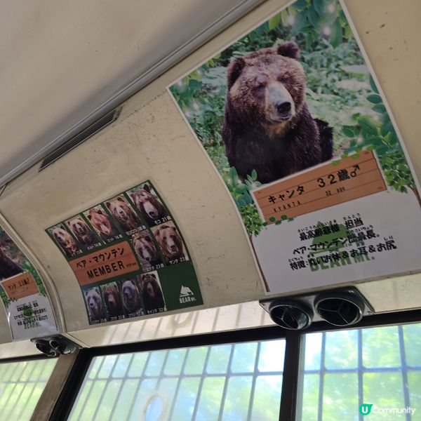 超近距離睇熊仔🤩北海道新得町熊館🐻