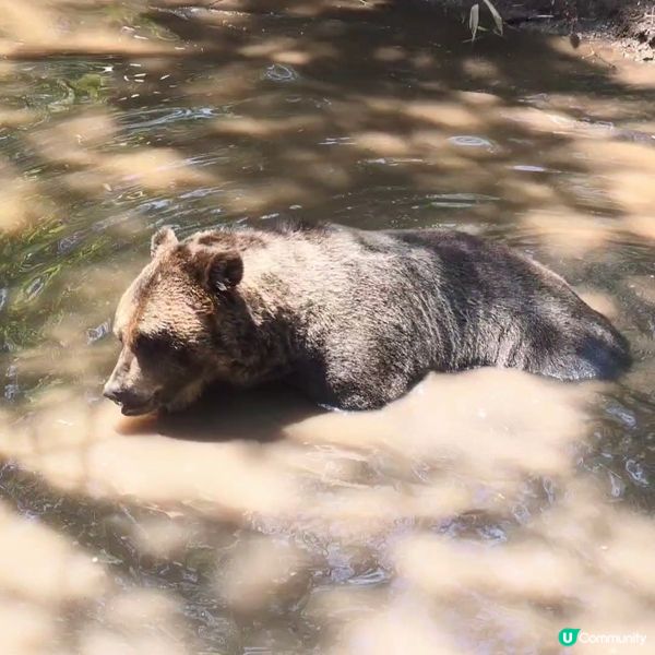 超近距離睇熊仔🤩北海道新得町熊館🐻