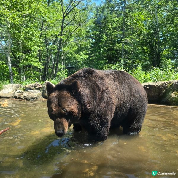 超近距離睇熊仔🤩北海道新得町熊館🐻