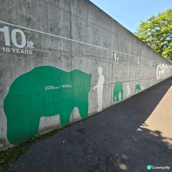 超近距離睇熊仔🤩北海道新得町熊館🐻