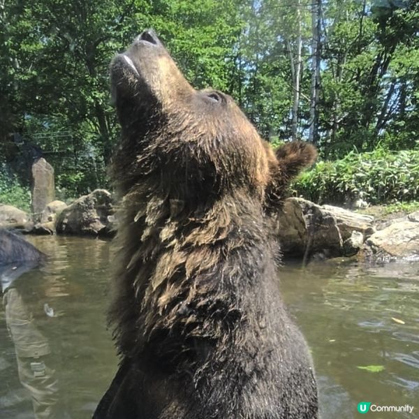 超近距離睇熊仔🤩北海道新得町熊館🐻