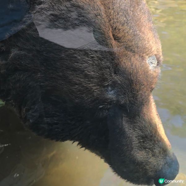 超近距離睇熊仔🤩北海道新得町熊館🐻