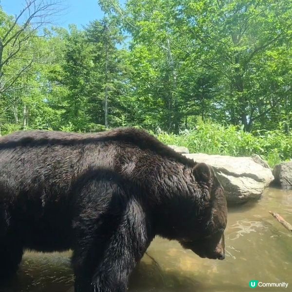 超近距離睇熊仔🤩北海道新得町熊館🐻