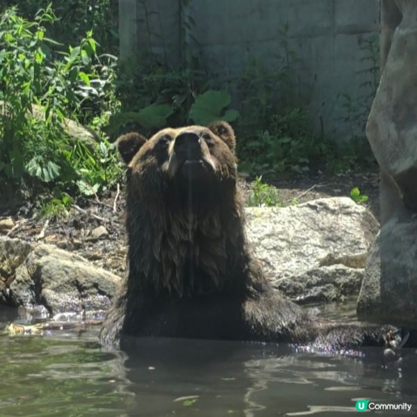 超近距離睇熊仔🤩北海道新得町熊館🐻