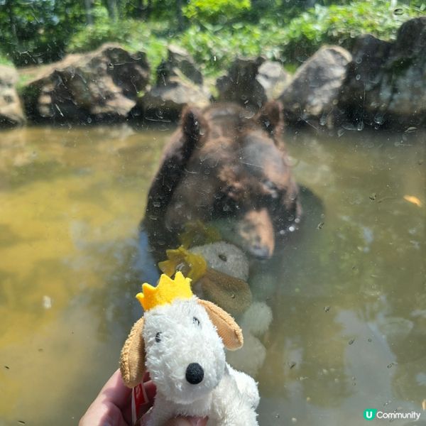 超近距離睇熊仔🤩北海道新得町熊館🐻
