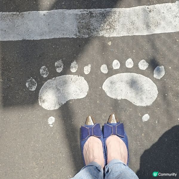 超近距離睇熊仔🤩北海道新得町熊館🐻