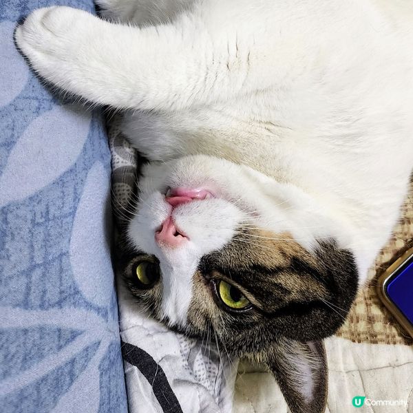 🐱 香港「麻甩貓」撐朗朗哥哥 💪恭喜‼️🤩