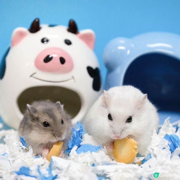 銀狐和紫倉，倉鼠姐弟的可愛和幸福生活照，真係超期萌❤️?白鼠...