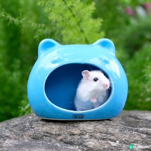 銀狐和紫倉，倉鼠姐弟的可愛和幸福生活照，真係超期萌❤️?白鼠...