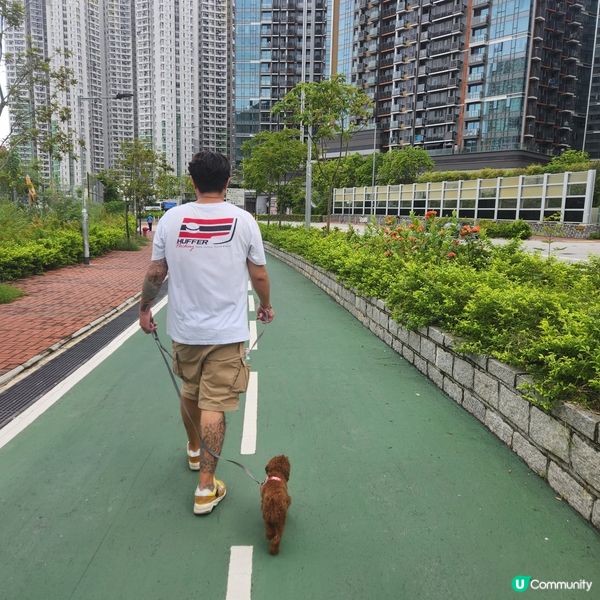 我叫做Josy，我而家1歲啦，係隻poodle女仔，平時最鍾...