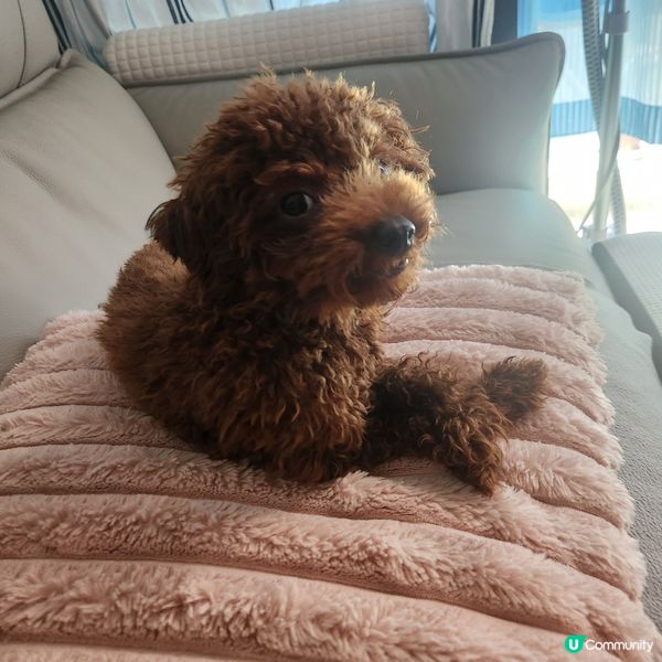 我叫做Josy，我而家1歲啦，係隻poodle女仔，平時最鍾...