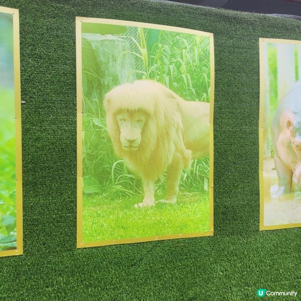 廣州動物園，動物天堂！🐘🐦🦁