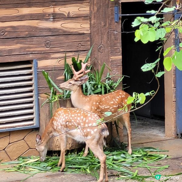 廣州動物園，動物天堂！🐘🐦🦁