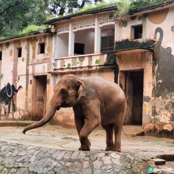 廣州動物園，動物天堂！🐘🐦🦁