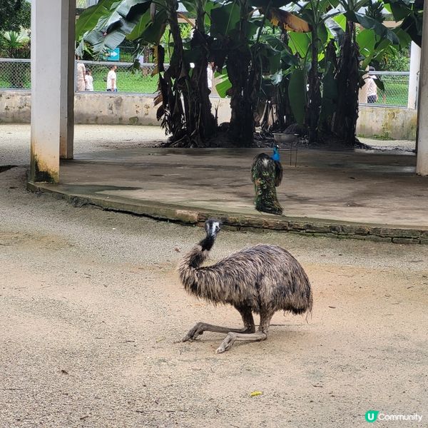 廣州動物園，動物天堂！🐘🐦🦁