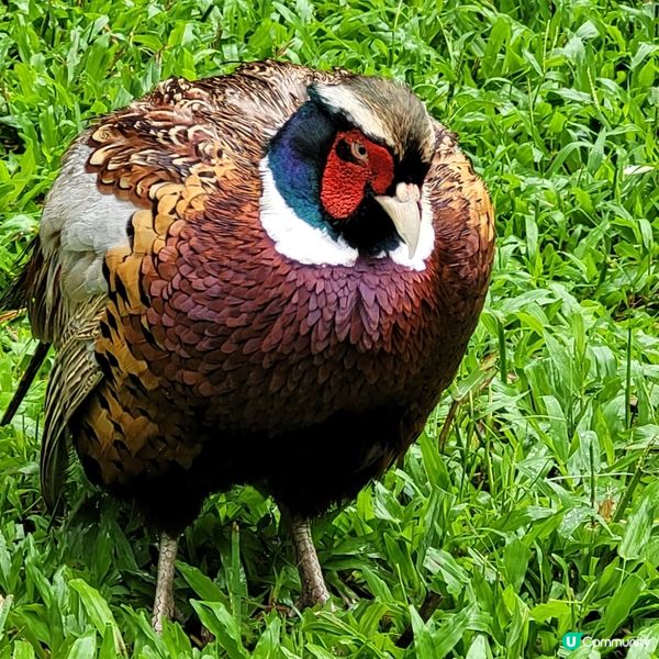 廣州動物園，動物天堂！🐘🐦🦁