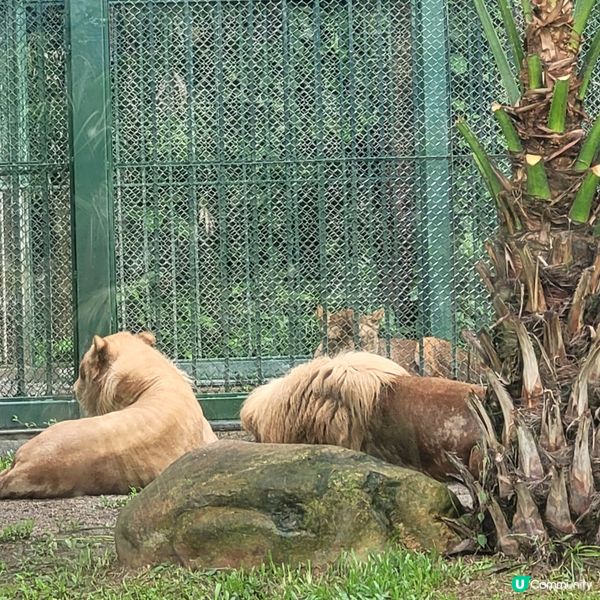 廣州動物園，動物天堂！🐘🐦🦁
