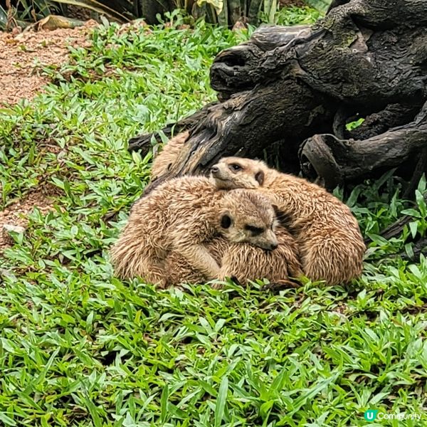 廣州動物園，動物天堂！🐘🐦🦁