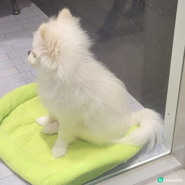 白雪雪嘅可愛cool狗狗