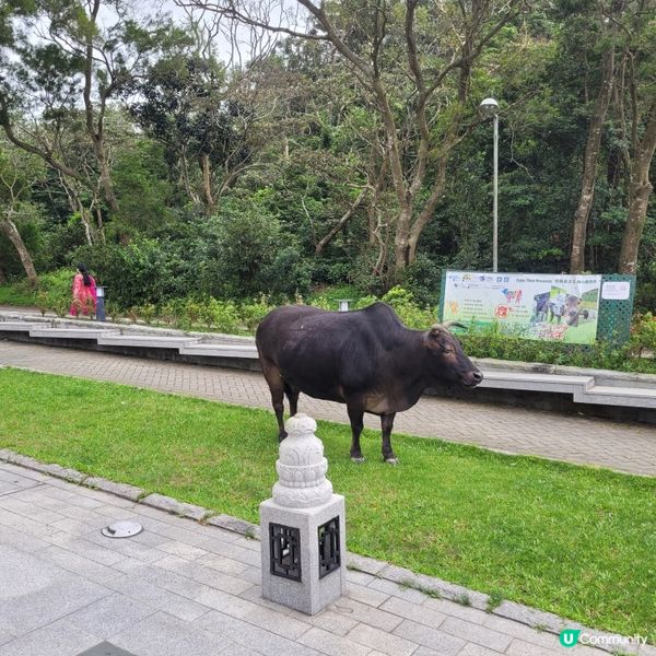 天壇大佛，香港必去！🤩