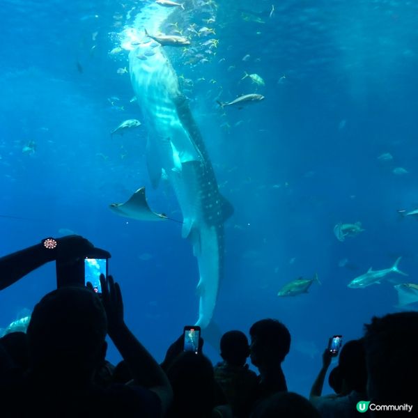 🇯🇵高CP值 水族館🐋💧