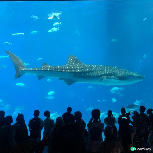 🇯🇵高CP值 水族館🐋💧