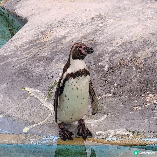 德國科隆動物園 Part III