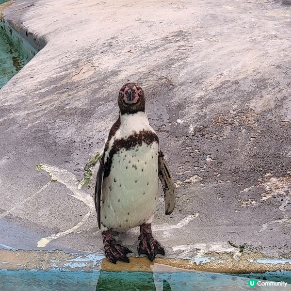 德國科隆動物園 Part III