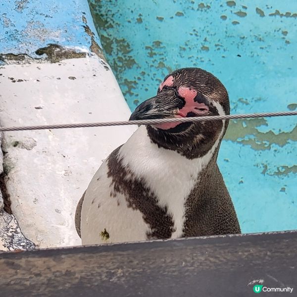 德國科隆動物園 Part III