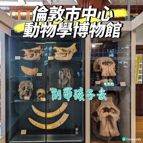 膽小者慎去！血淋淋的動物學博物館