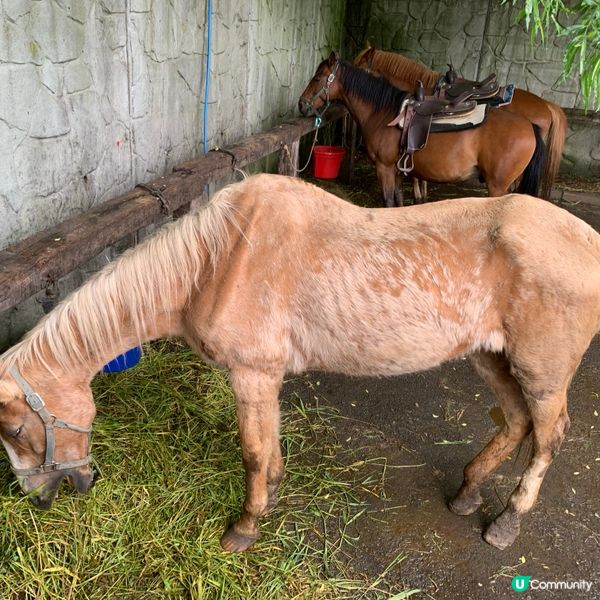 洞爺湖邊騎馬去！🐴
