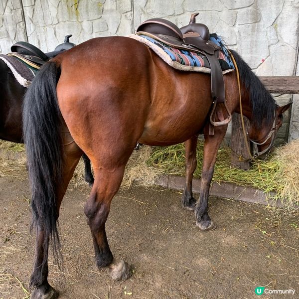 洞爺湖邊騎馬去！🐴